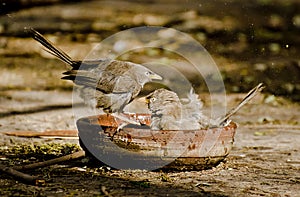 A pair of babblers taking an afternoon bath