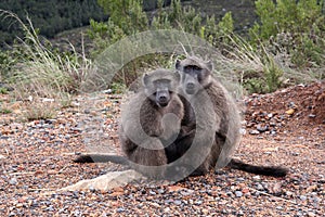 Pair of baboons