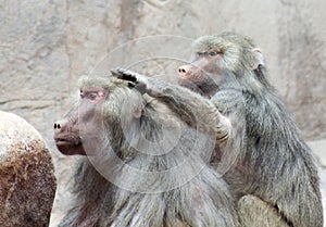 A Pair of Baboons Sit Grooming Each Other