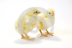 A pair of baby chick on white background 5