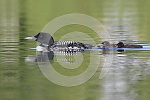 Pair of Baby Common Loons Swimming Behind Their Parent