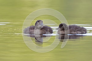 Pair of Baby Common Loons