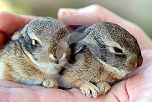 A Pair of Baby Cottontail Rabbits Rest in a Hand