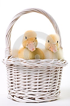 Pair of Baby Ducks in an Easter Basket