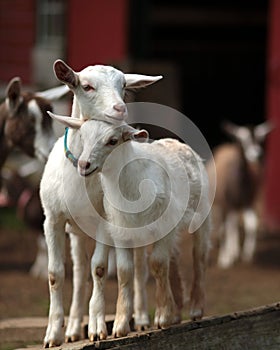 Pair of baby goats in barnyard