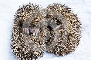A pair of baby hedgehogs