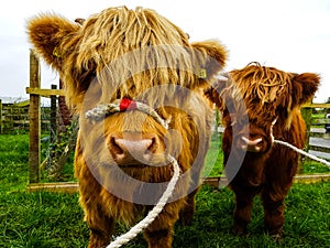 Pair Baby Heelan Coos