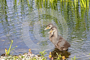 Pair Of Baby Limpkins