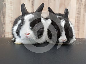 Pair of baby netherland dwarf rabbits