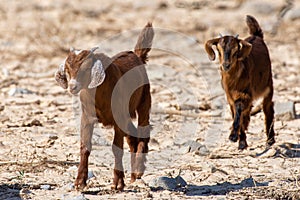 A pair of baby partially domesticated kid goat Capra aegagrus hircus runs around in search of food along the dry desert