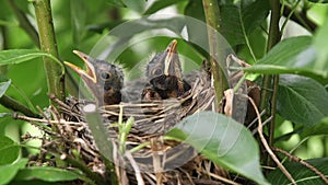 A pair of baby robin birds on a three nest