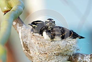 Pair baby Willie Wagtail birds in nest in tree