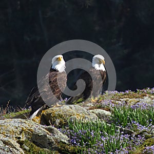 Pair of Bald Eagles