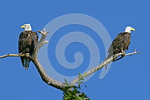 Pair of Bald Eagles