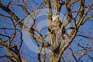 Bald Eagle in Forked Bare Winter Tree photo