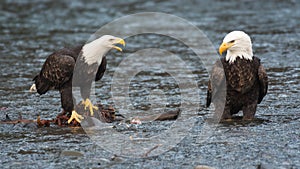 Pair of bald eagles discuss ownership of chum salmon