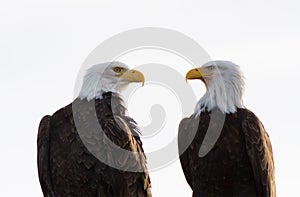 A Pair of Bald Eagles Facing Each Other