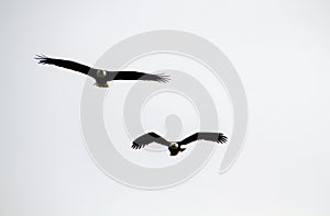 A pair of bald eagles flying together