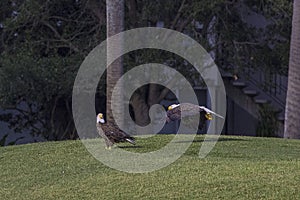 Pair Of Bald Eagles On Grass