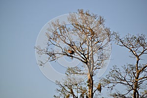 Pair of Bald eagles (Haliaeetus leucocephalus) perched in tall tree