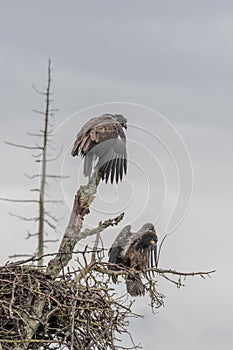 Pair of Bald Eagles at Nest