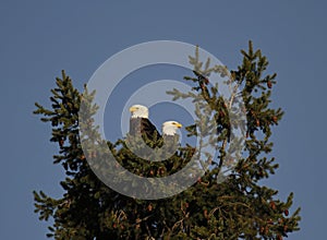 A pair of Bald Eagles on a nest at the top of an evergreen tree
