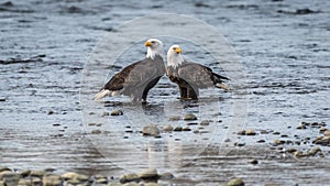 Pair of bald eagles in river standing together