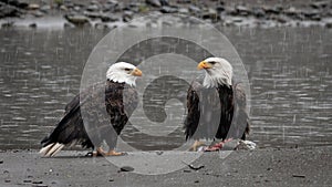 Pair of bald eagles on riverbank when snowing