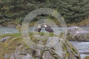 A pair of Bald Eagles on a Rock in a River