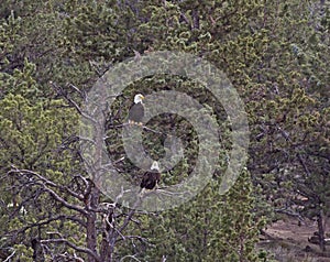 Pair of Bald Eagles Sitting In Pine Forest Trees