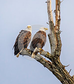 Pair of bald eagles in a tree looking in different directions