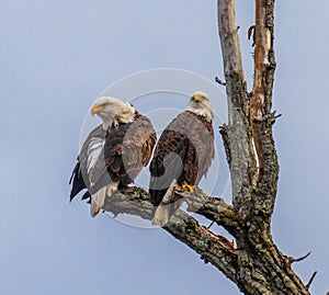 Pair of bald eagles in a tree with one cleaning its feathers