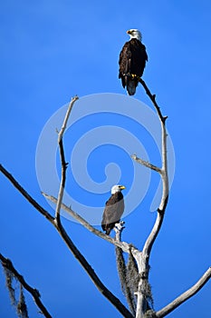 Pair of bald eagles in a tree snag