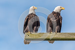 Pair of bald eagles watching from wooden beam