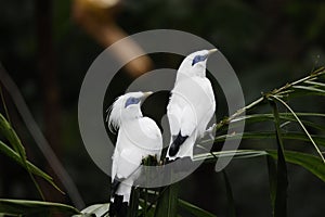 Pair of Bali myna birds on a branch - Leucopsar rothschildi photo