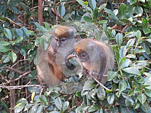 Pair of Bamboo Lemurs
