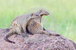Pair of Banded Mongooses On Lookout
