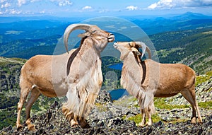 Pair of barbary sheeps in wildness area