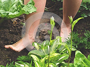 A pair of bare feet walking on the damp garden ground among plants