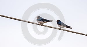 Pair of Barn Swallow birds resting on a wire