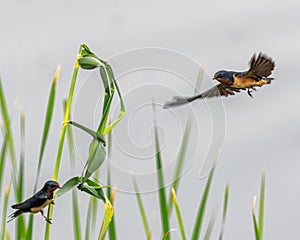 A Pair of Barn swallow flying