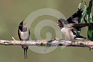 A pair of barn swallow