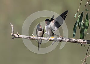 pair of barn swallow