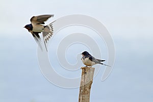 Pair of Barn swallow