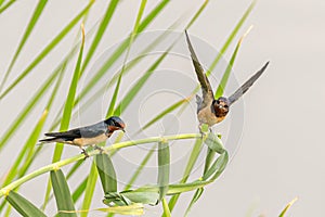 A pair of Barn swallow perching