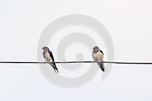 A pair of barn swallow