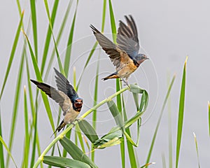 A Pair of Barn Swallows