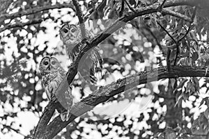 Pair of Barred Owls