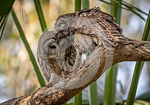 Pair of Barred Owls on the Tree