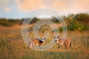 Pair of Bat-eared fox, Otocyon megalotis, small african carnivore in its typical environment, arid savanna in dusk, staring